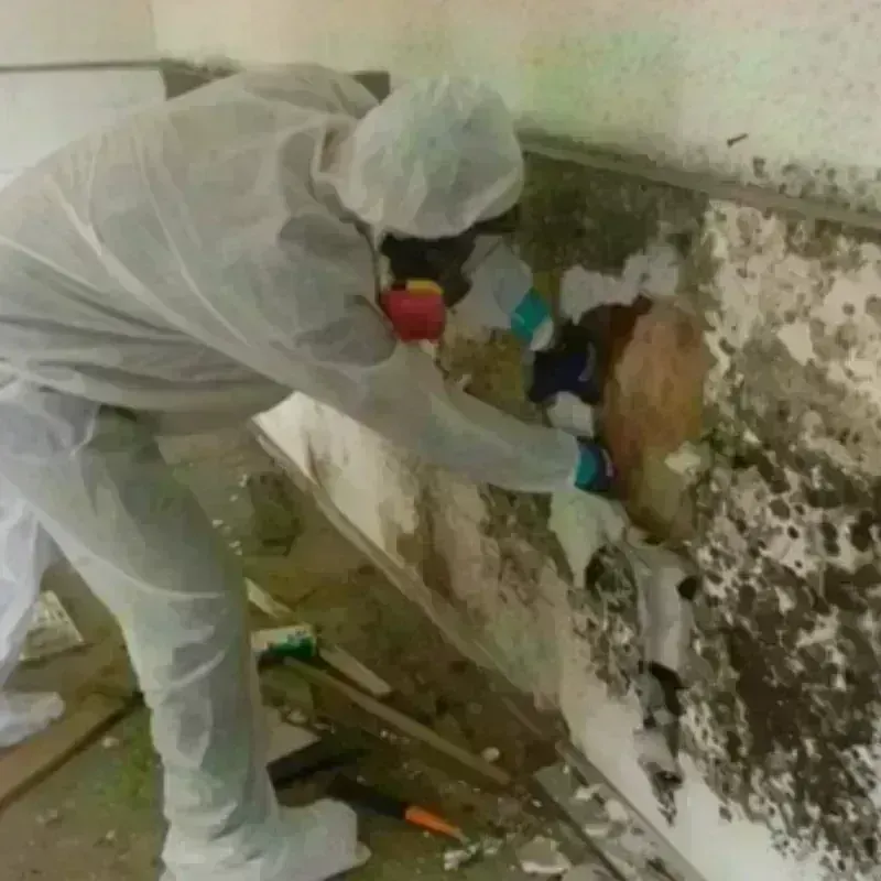 Mold Remediation and Removal in Lambertville, NJ